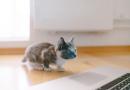  Di cosa ha paura il gatto?