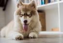 Il cane ride? E se sì, come fa?