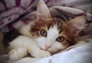 Il gatto soffre il freddo?