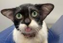 Gatto trovatello che somiglia incredibilmente a Baby Yoda diventa virale nel web! 
