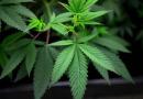 Alunni della scuola media mangiano dolci alla cannabis e finiscono in ospedale