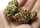 A Milano arriva la marijuana di cittadinanza