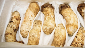 Otto funghi venduti a 4.850 euro
