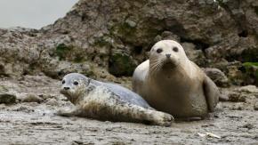 Il latte del futuro sarà di foca