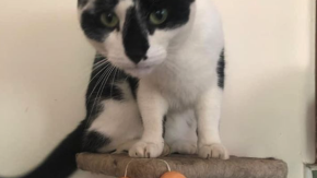 Gatto torna con palline anali in bocca