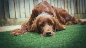 Divorzio, e Fido con chi resta?