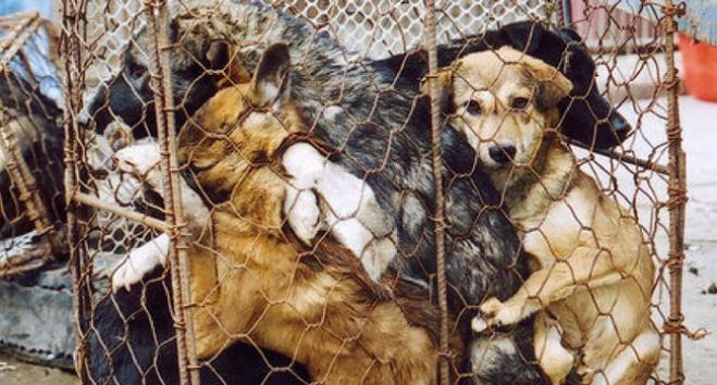 Festival di Yulin, atrocità senza fine
