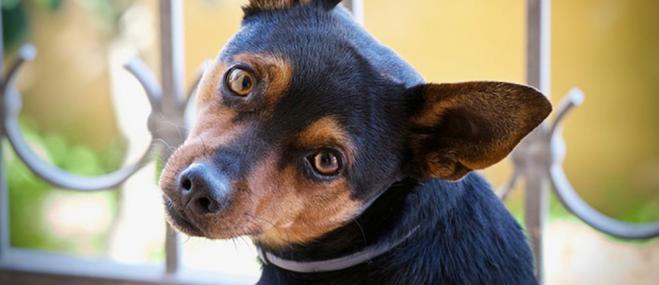 Perché il cane inclina la testa quando gli parliamo?