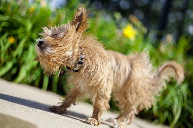 Perché il cane si scrolla anche da asciutto?