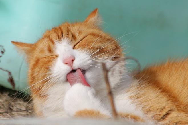 Perché il gatto cade in piedi e mille incredibili spiegazioni… feline