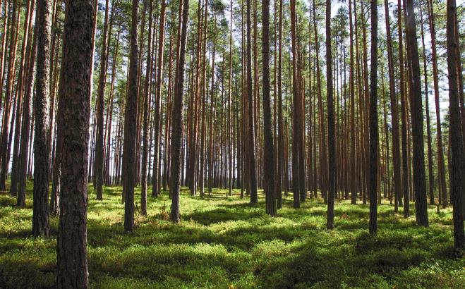 Filippine: passa la legge che obbliga gli studenti a piantare dieci alberi se vogliono laurearsi!