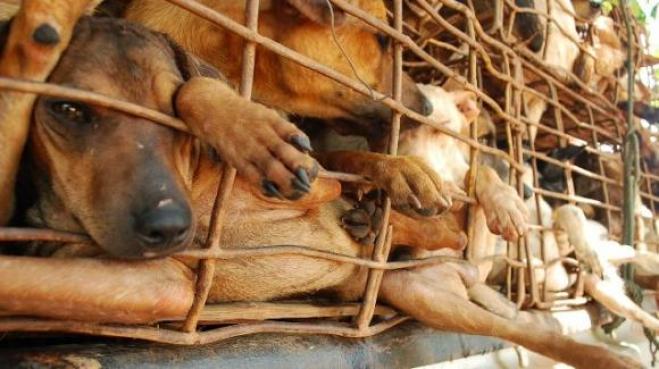 Yulin, torna l’incubo