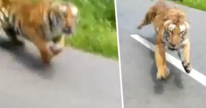 Video mostra come i motociclisti fuggono da una tigre in corsa!