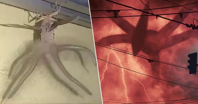 Uomo trova uno strano insetto che sembra uscito da Stranger Things!