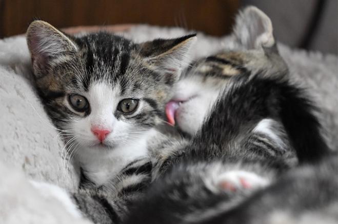 Il gatto: un fanatico della pulizia