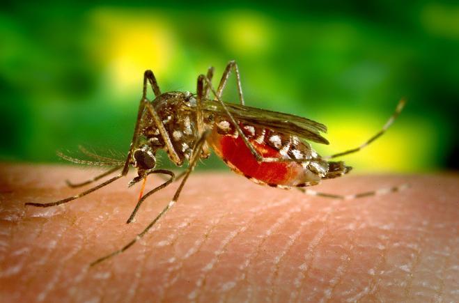 Animalista esorta le persone a lasciar bere il proprio sangue dalle zanzare!