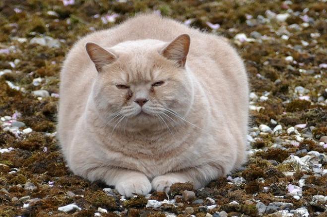 Quando il gatto sale sulla bilancia