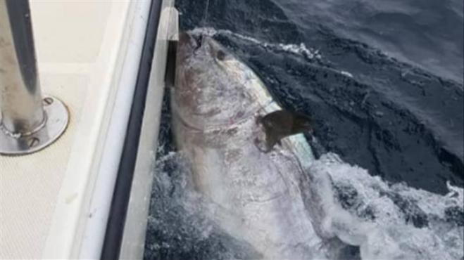 Pesca un tonno rosso di 248 cm del valore di quasi 3 milioni, ma lo ributta in mare!