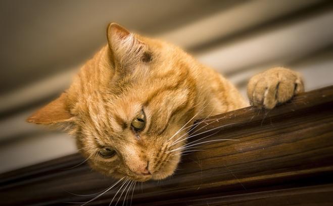 Il gatto: 10.000 anni di misteri