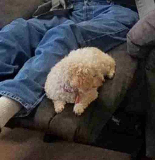 Nonnino porta con se il cane per acquistare una poltrona che vada bene per entrambi!