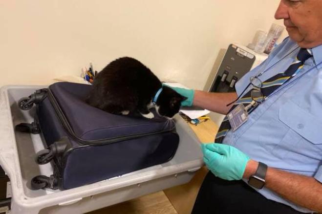 Coppia fermata all'aeroporto dopo aver accidentalmente messo il gatto dentro il bagaglio a mano!