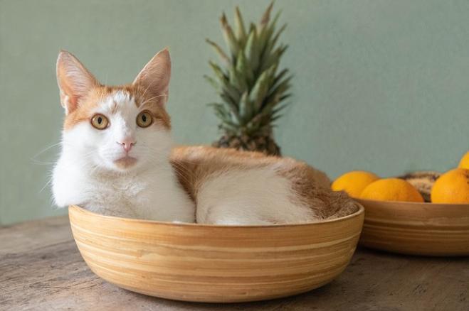 Matto come un gatto