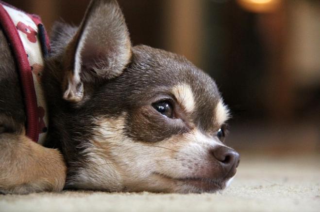 Il cane non mangia più: perché?