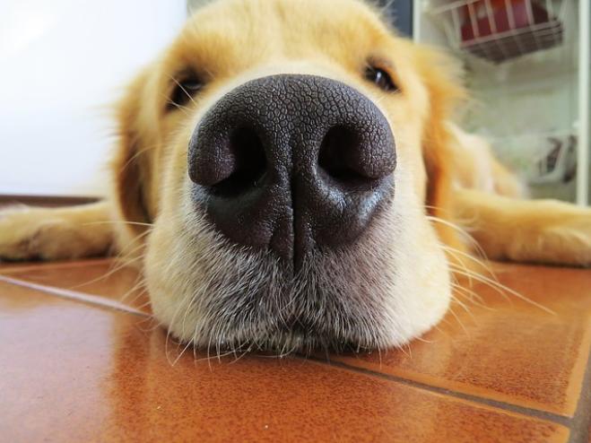 Il cane prende l’influenza?