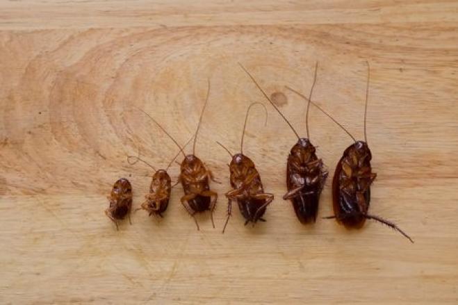 “Famiglia di scarafaggi” trovata nell'orecchio di un uomo cinese!