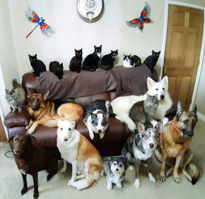 Donna riesce a far posare i suoi 17 animali domestici contemporaneamente in una foto incredibile!