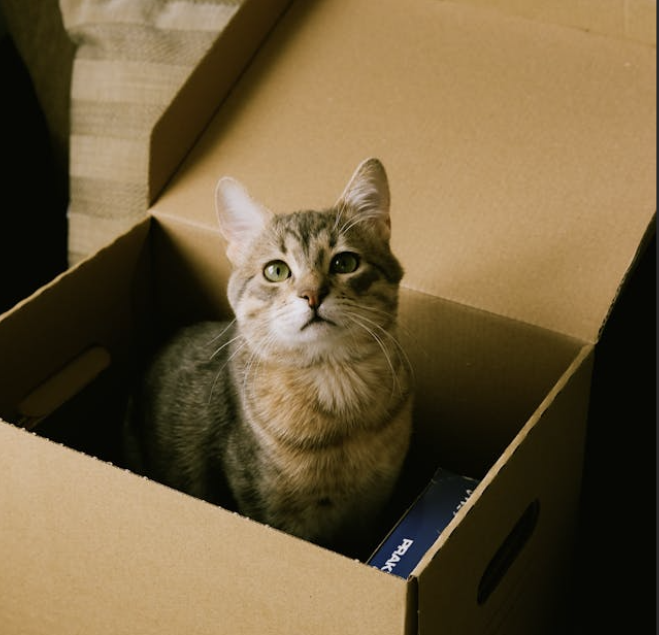 Spediscono per sbaglio il gatto con Amazon