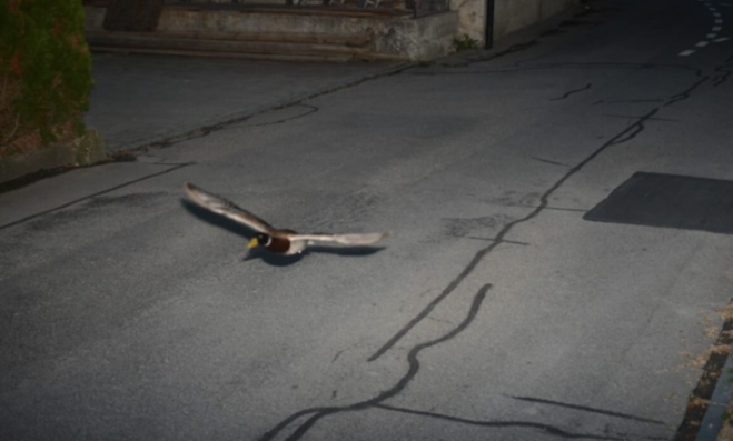 Anatra multata da autovelox per eccesso di velocità