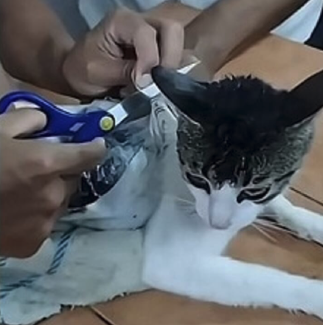 Narco gatto catturato con 300 grammi di droga
