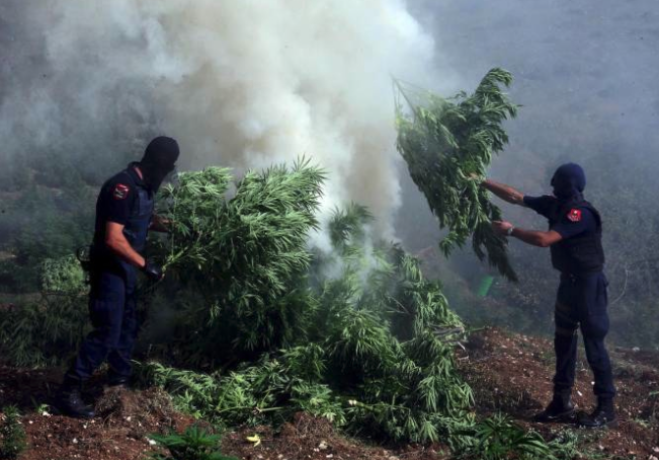 Polizia brucia tonnellate di marijuana, città intossicata