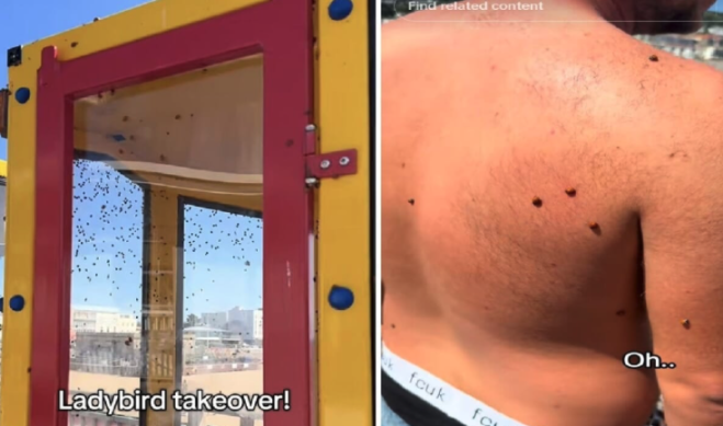 Invasione di coccinelle in spiaggia
