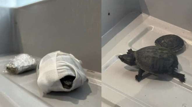 Donna nasconde due tartarughe nel reggiseno