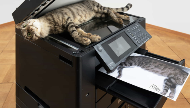Gatto imbalsamato in una fotocopiatrice, quando l’arte fa polemica