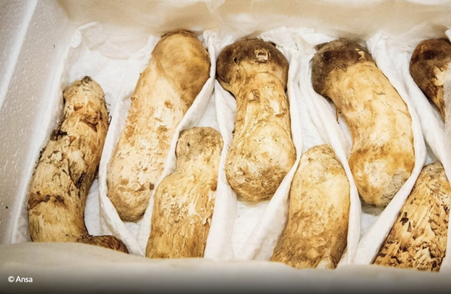 Otto funghi venduti a 4.850 euro
