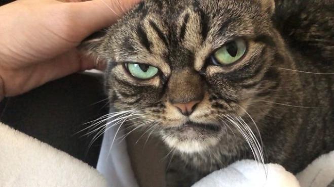 L'erede di “Grumpycat” è arrivato e sembra più arrabbiato del suo defunto predecessore!