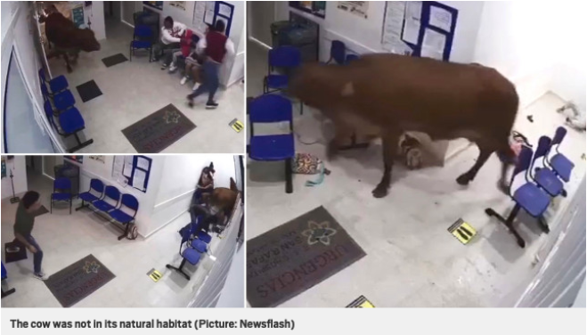 Mucca in fuga entra in ospedale e attacca i pazienti