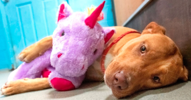 Si innamora di un unicorno e tenta di rubarlo per 5 volte di seguito