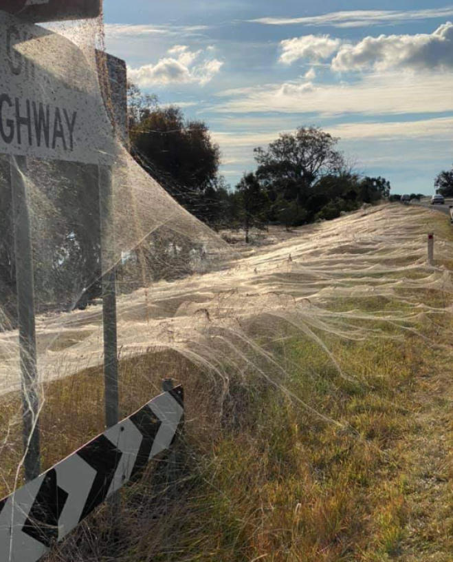 Una coltre di ragnatele copre una intera regione australiana