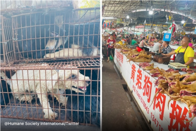 Yulin, l'orrore che non si ferma mai