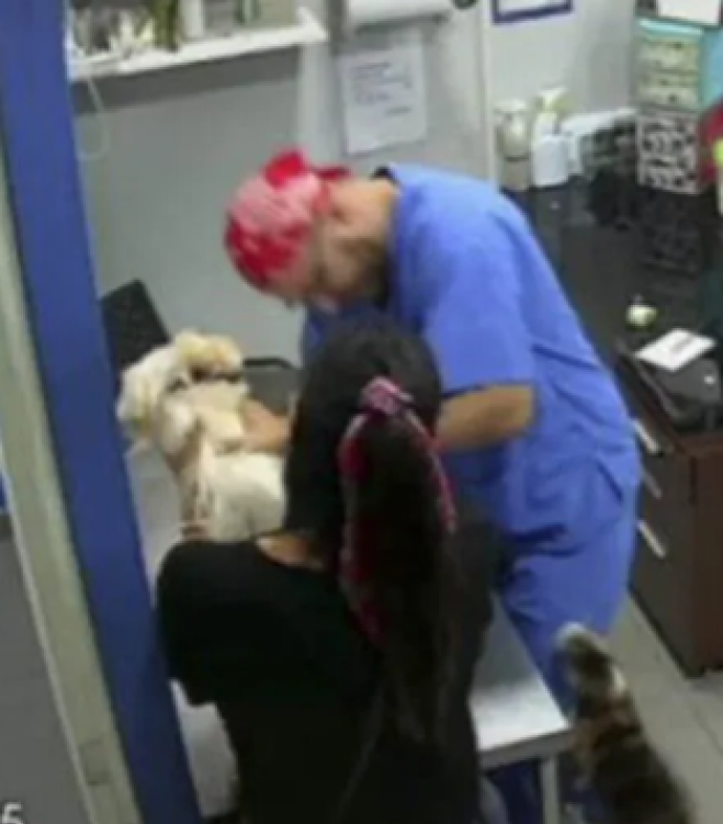 Gatto morde il veterinario che fa iniezione all’amico cane