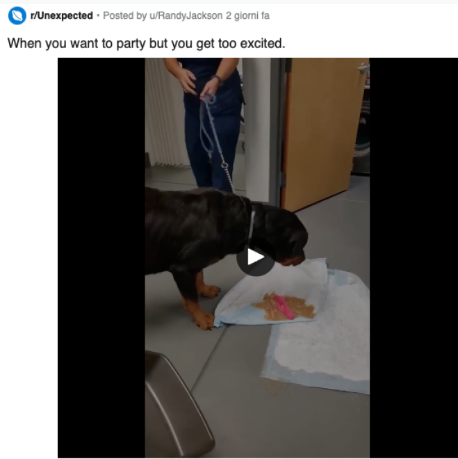 Cane vomita sex toy dal veterinario