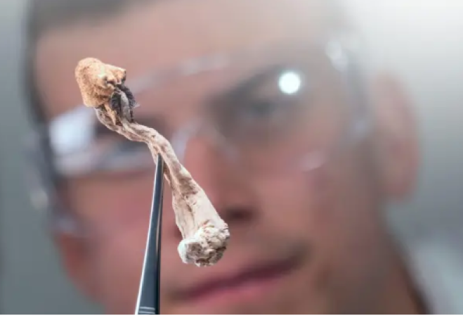 Funghetti allucinogeni contro l'ansia