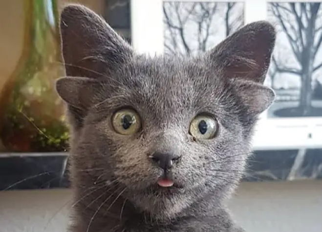 Midas, il gatto con 4 orecchie