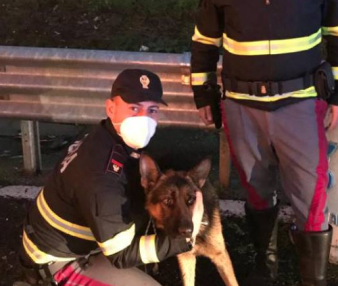 Abbandonato in autostrada, ha già trovato famiglia