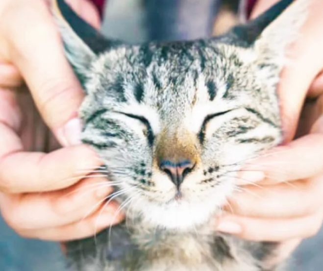 Massaggi le orecchie al tuo gatto?