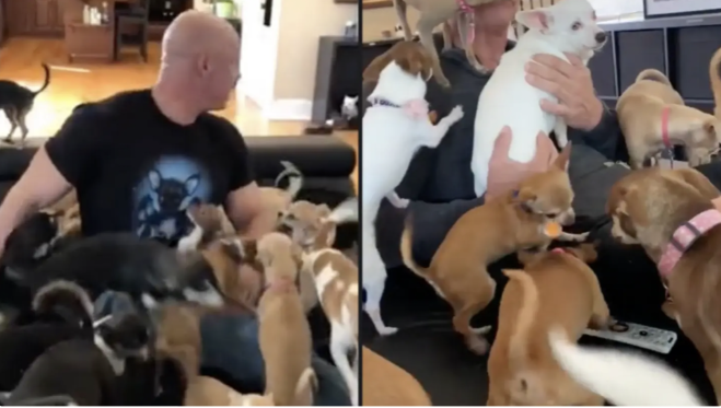 L’uomo più amato del mondo che ospita oltre 100 chihuahua